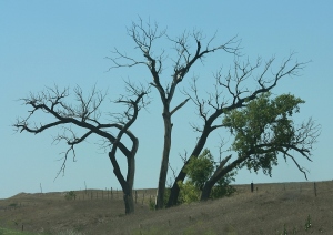 Kansas Tree